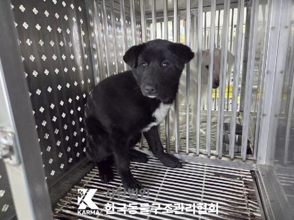 보호중 믹스견의 가…
