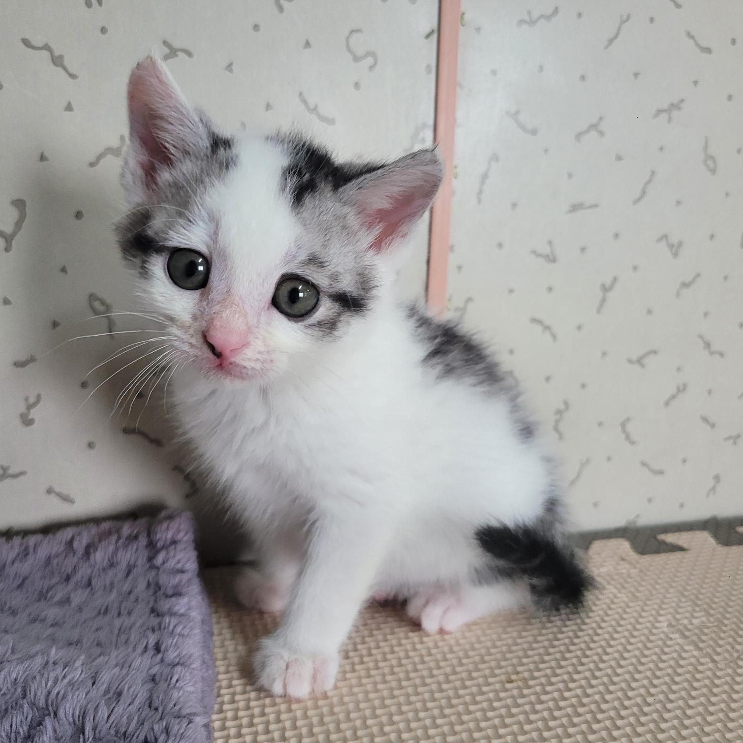 보호중 한국 고양이…