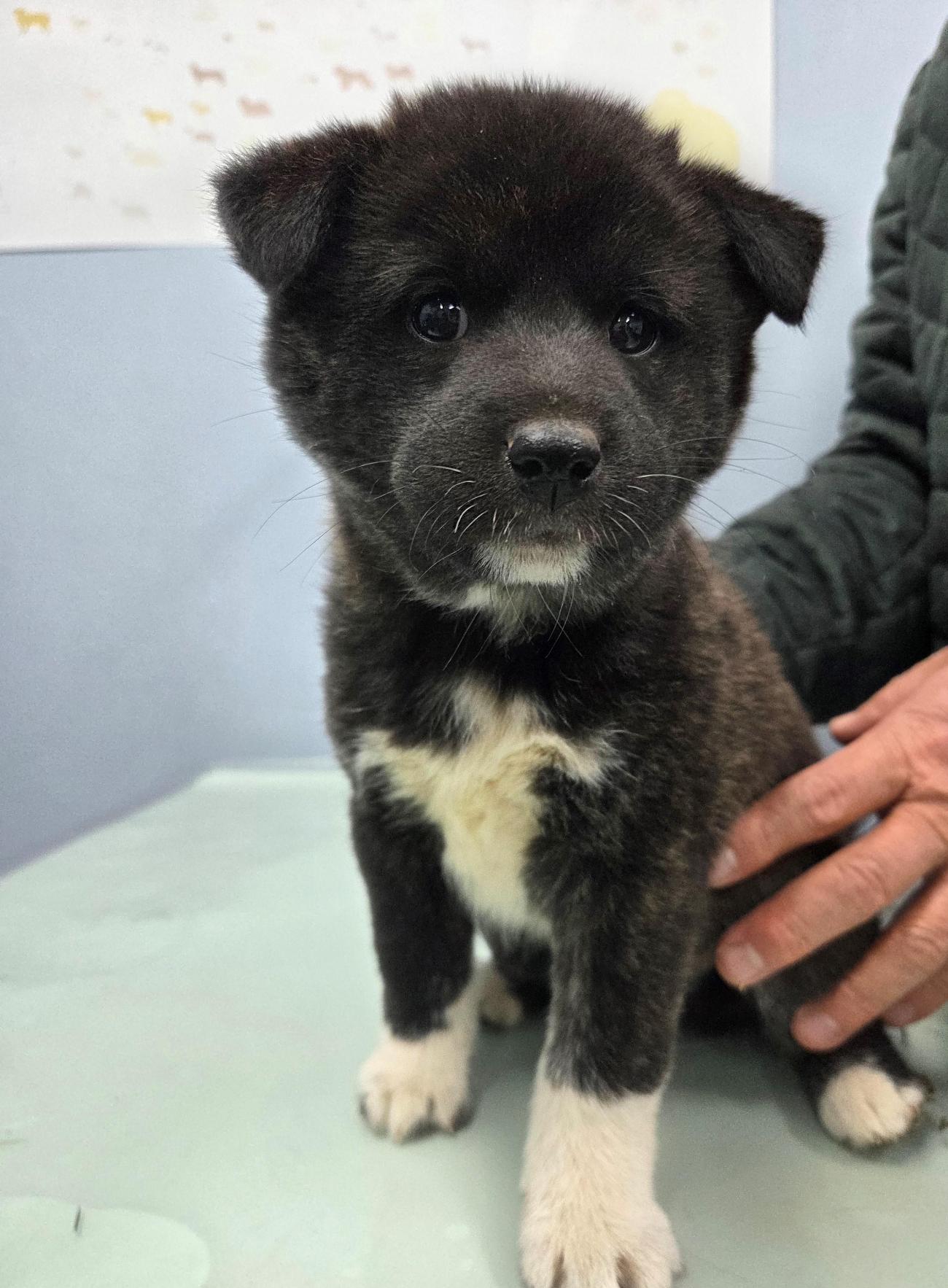 나주유기동물보호센터_446483202501930