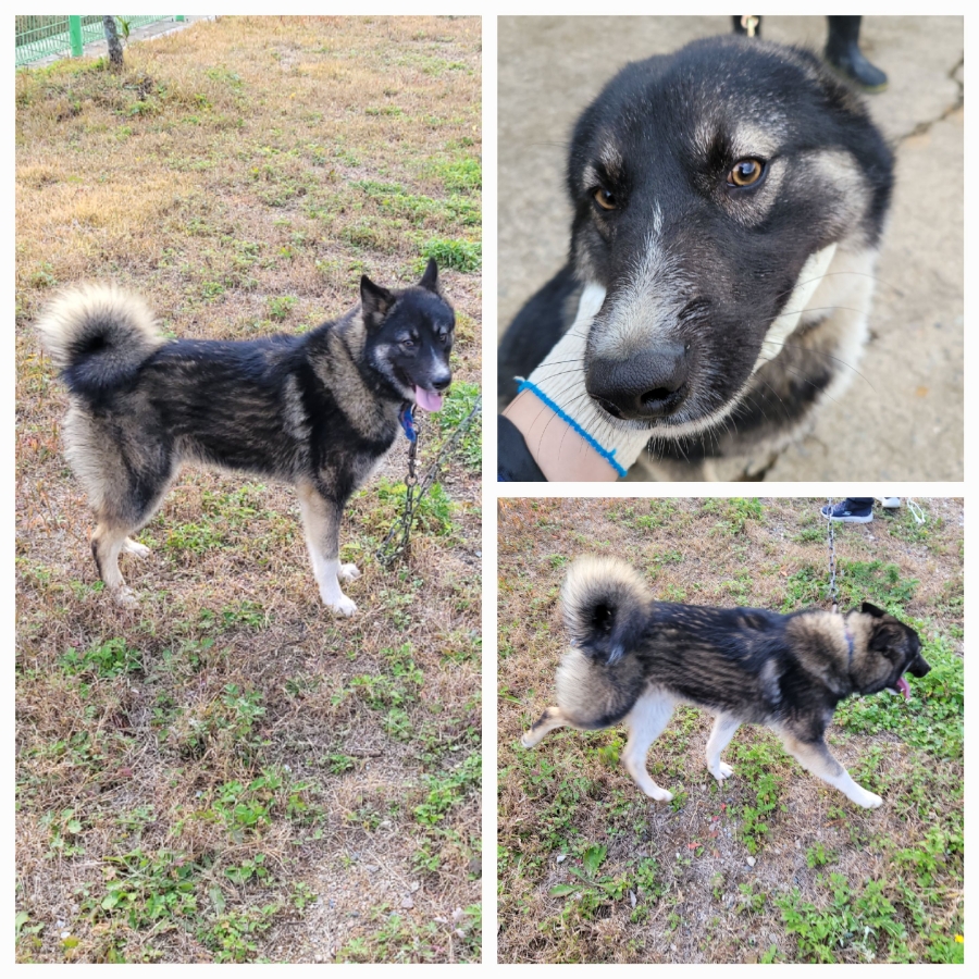 종료(반환) 믹스견…