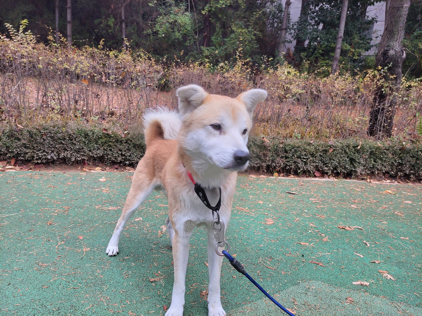 고양시동물보호센터_441394202502467