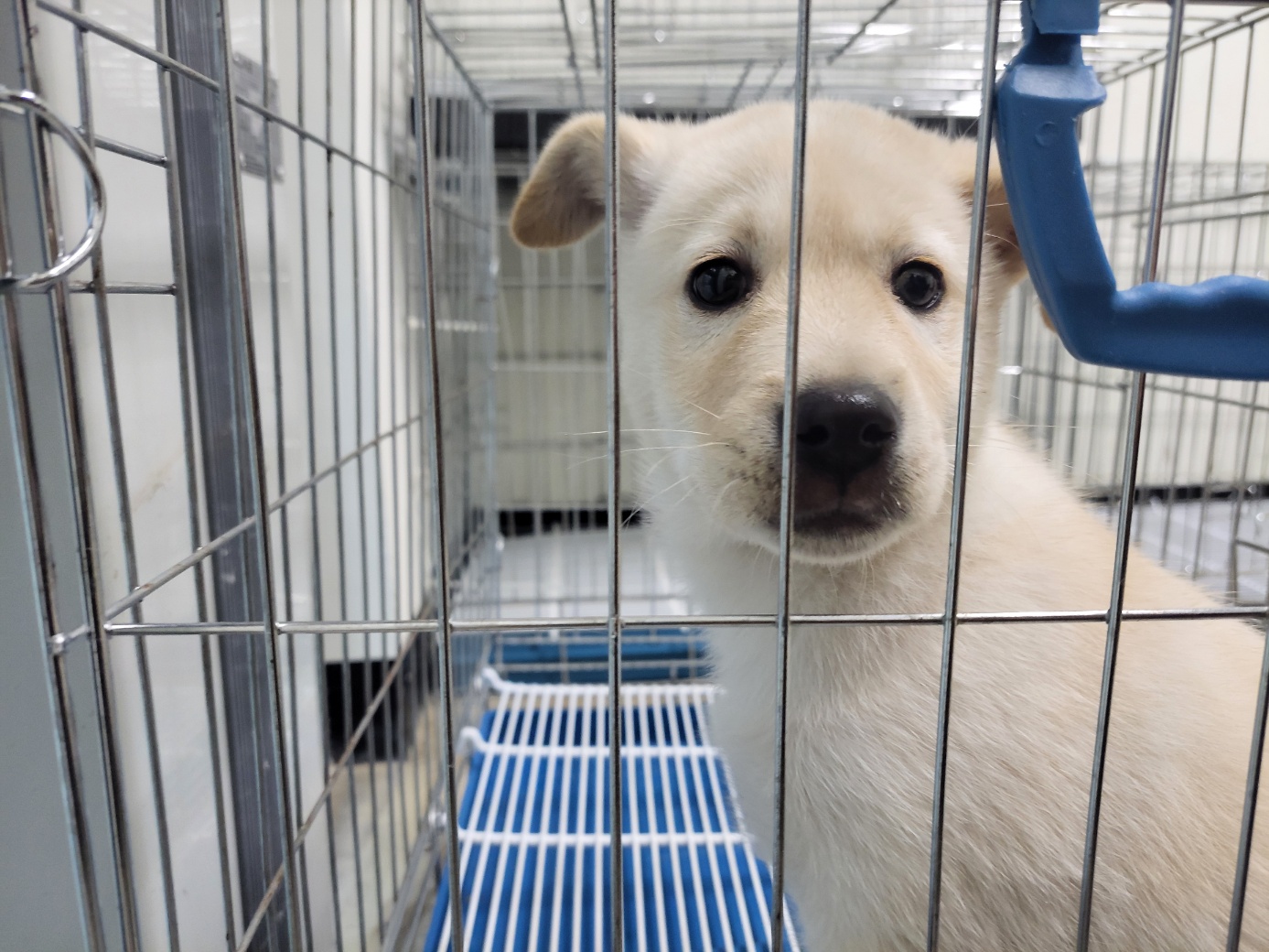 고양시동물보호센터_441394202502466