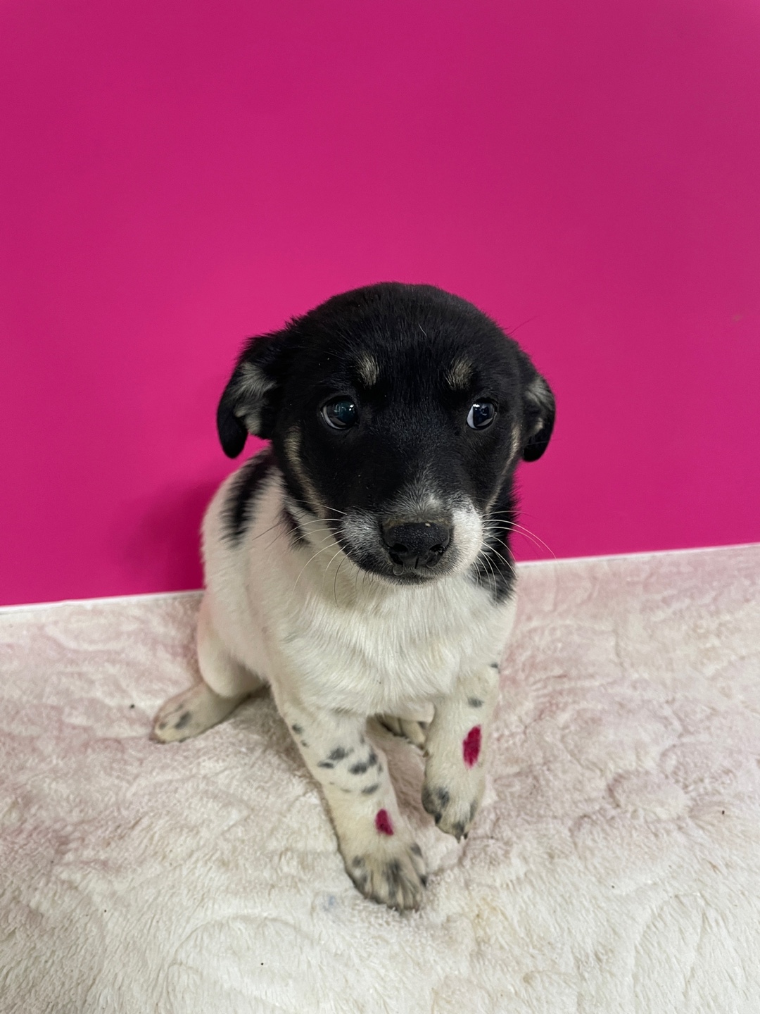 보호중 믹스견의 가…