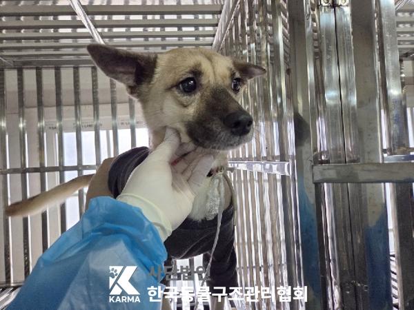 보호중 믹스견의 가…