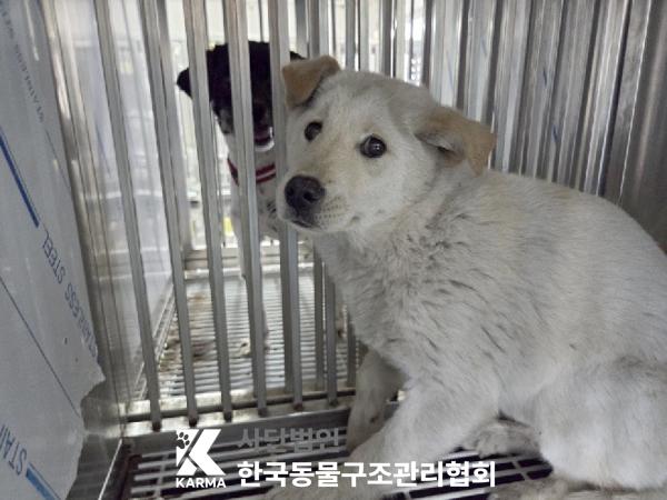 보호중 믹스견의 가…