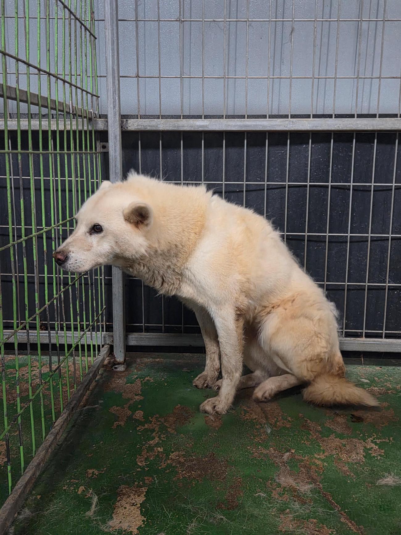 보호중 믹스견의 가…