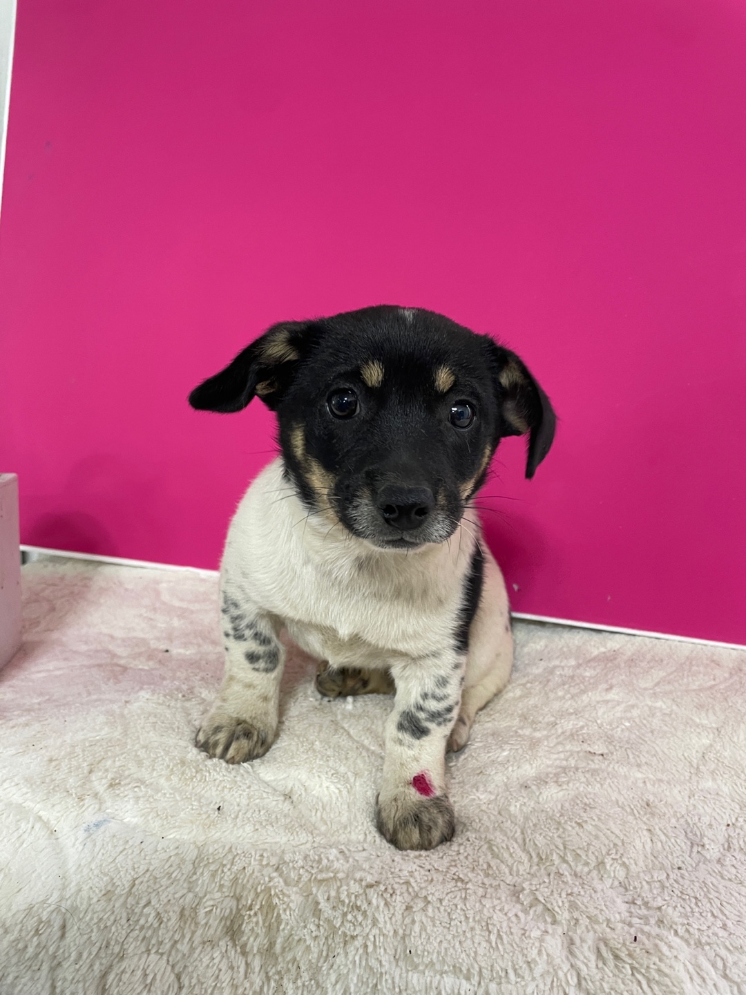 보호중 믹스견의 가…