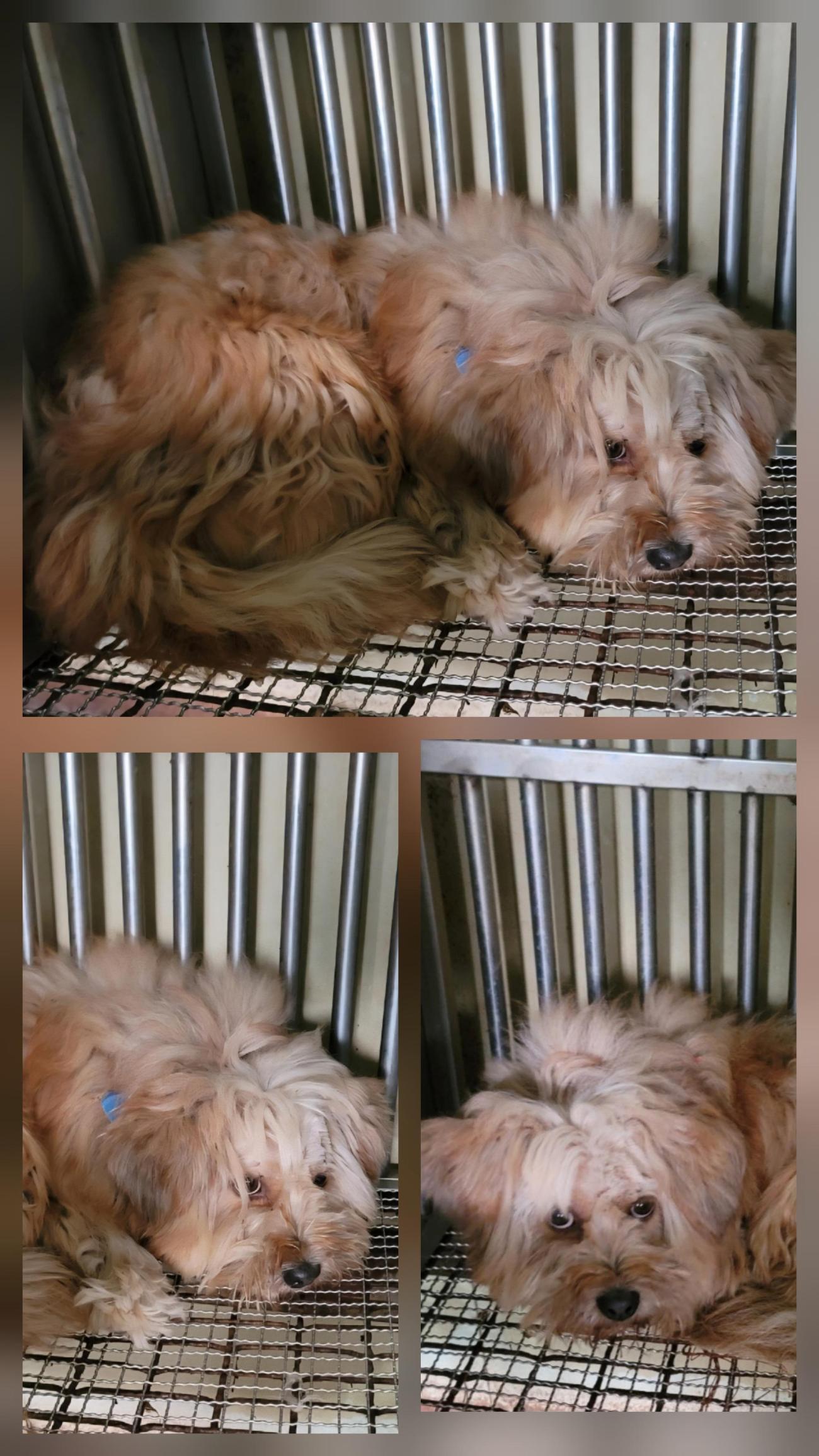 보호중 믹스견의 가…