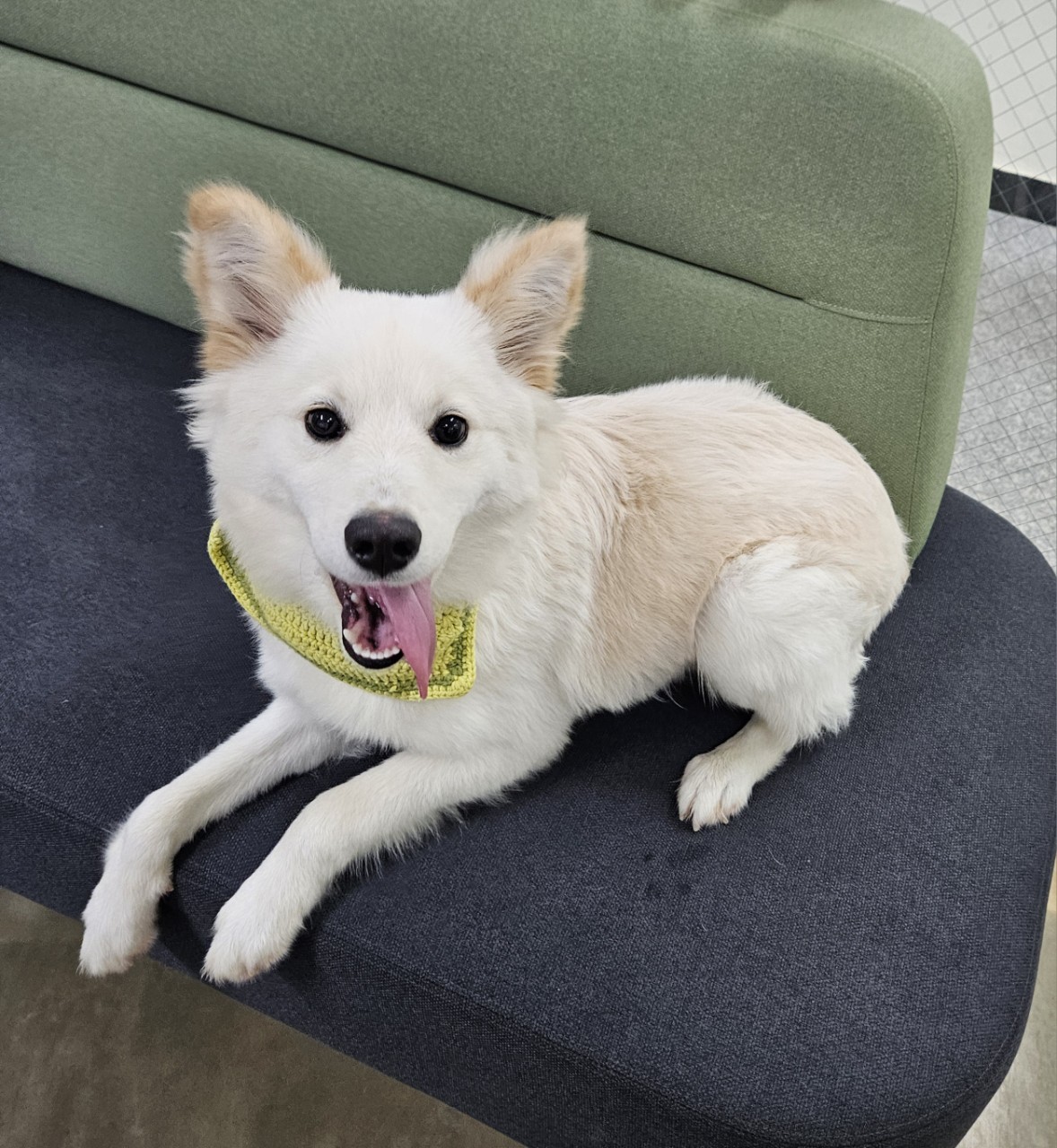 보호중 믹스견의 가…