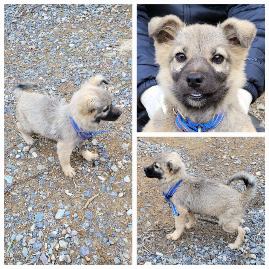 보호중 믹스견의 가…