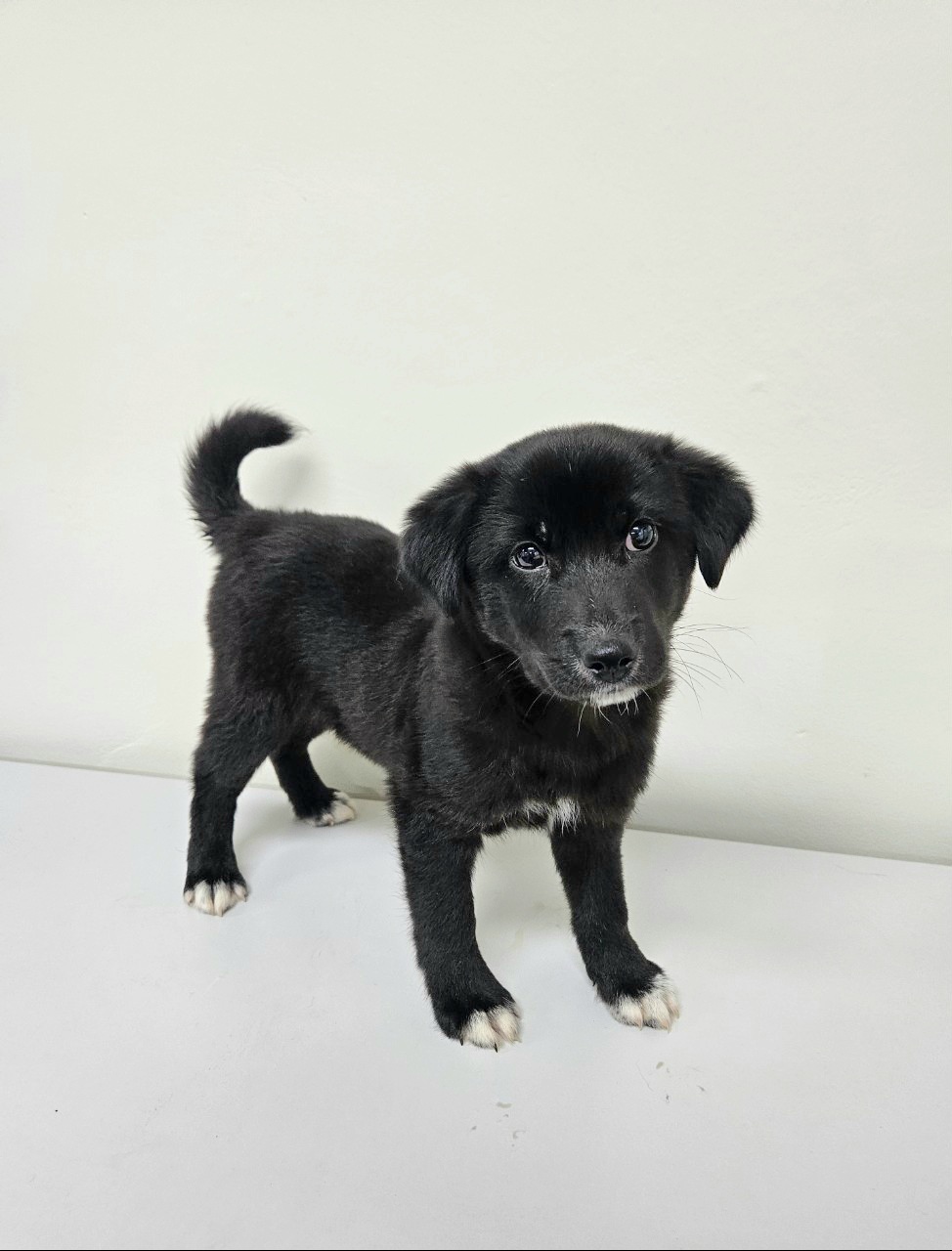 보호중 믹스견의 가…