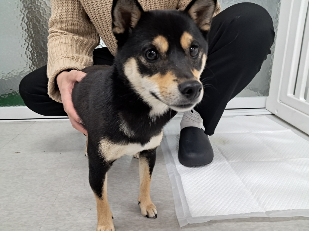 종료(반환) 시바의…