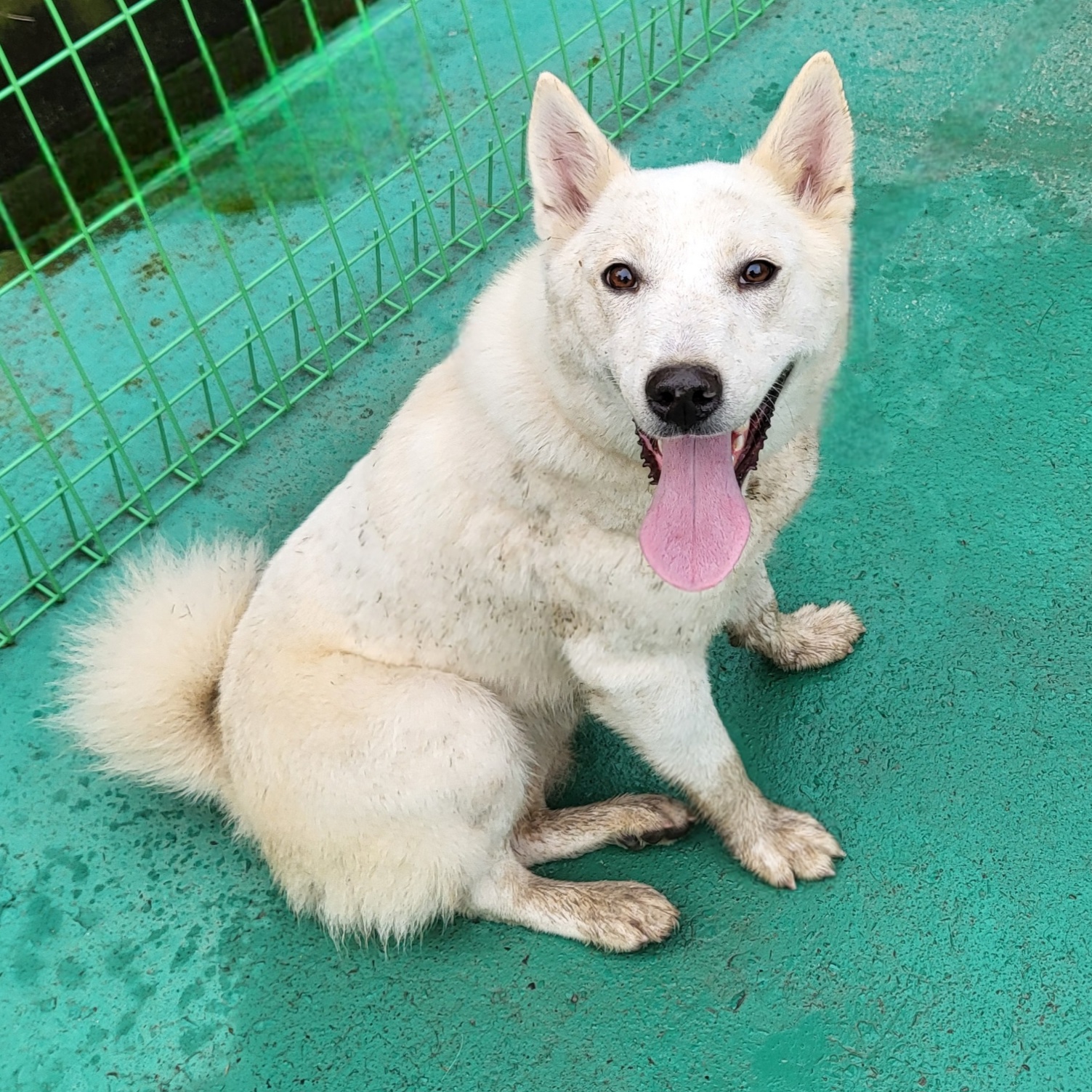 보호중 진도견의 가…