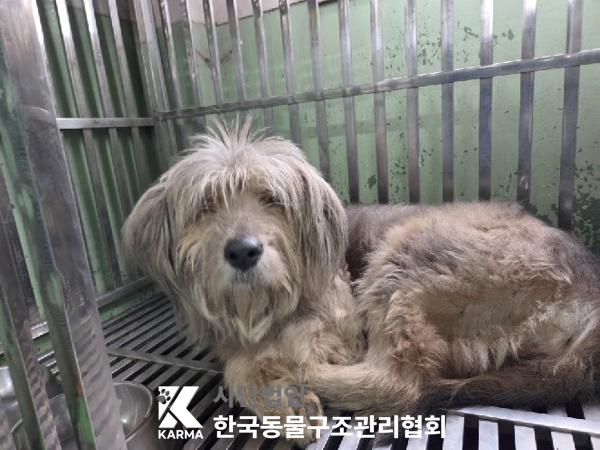 보호중 믹스견의 가…