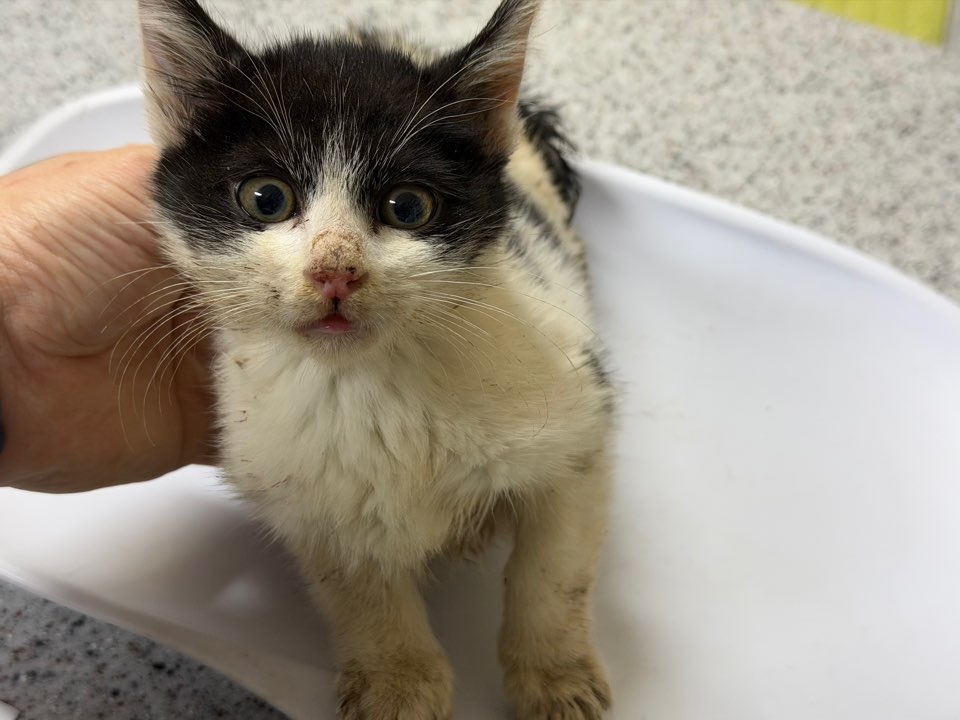 광주동물보호센터_429363202501014