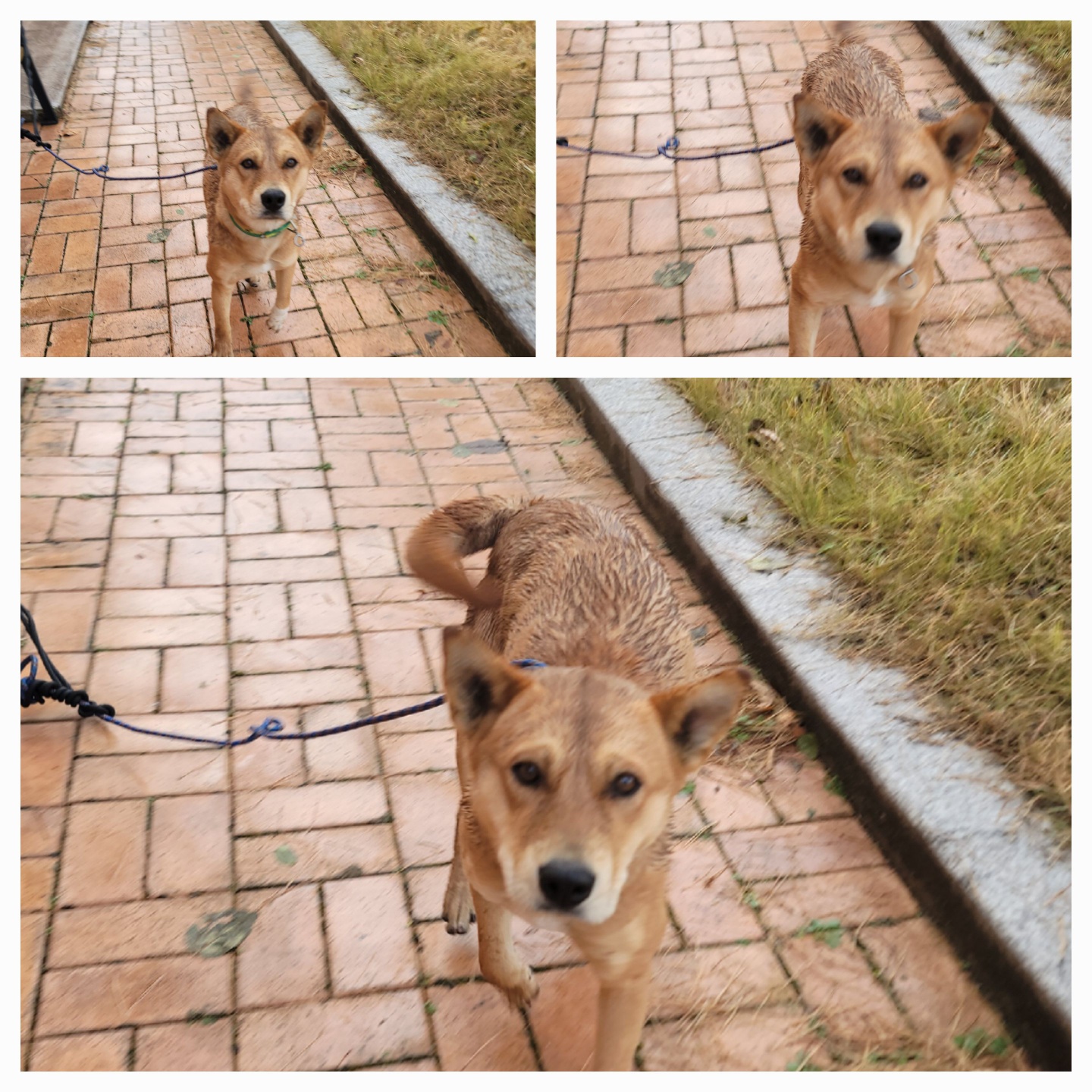 보호중 믹스견의 가…