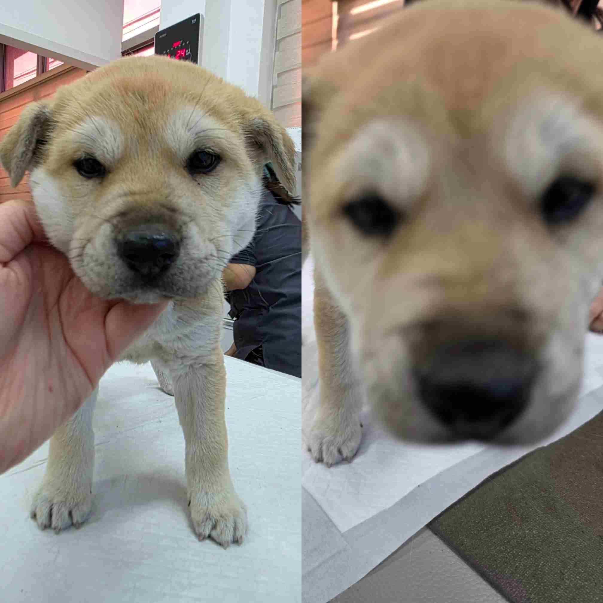 보호중 믹스견의 가…