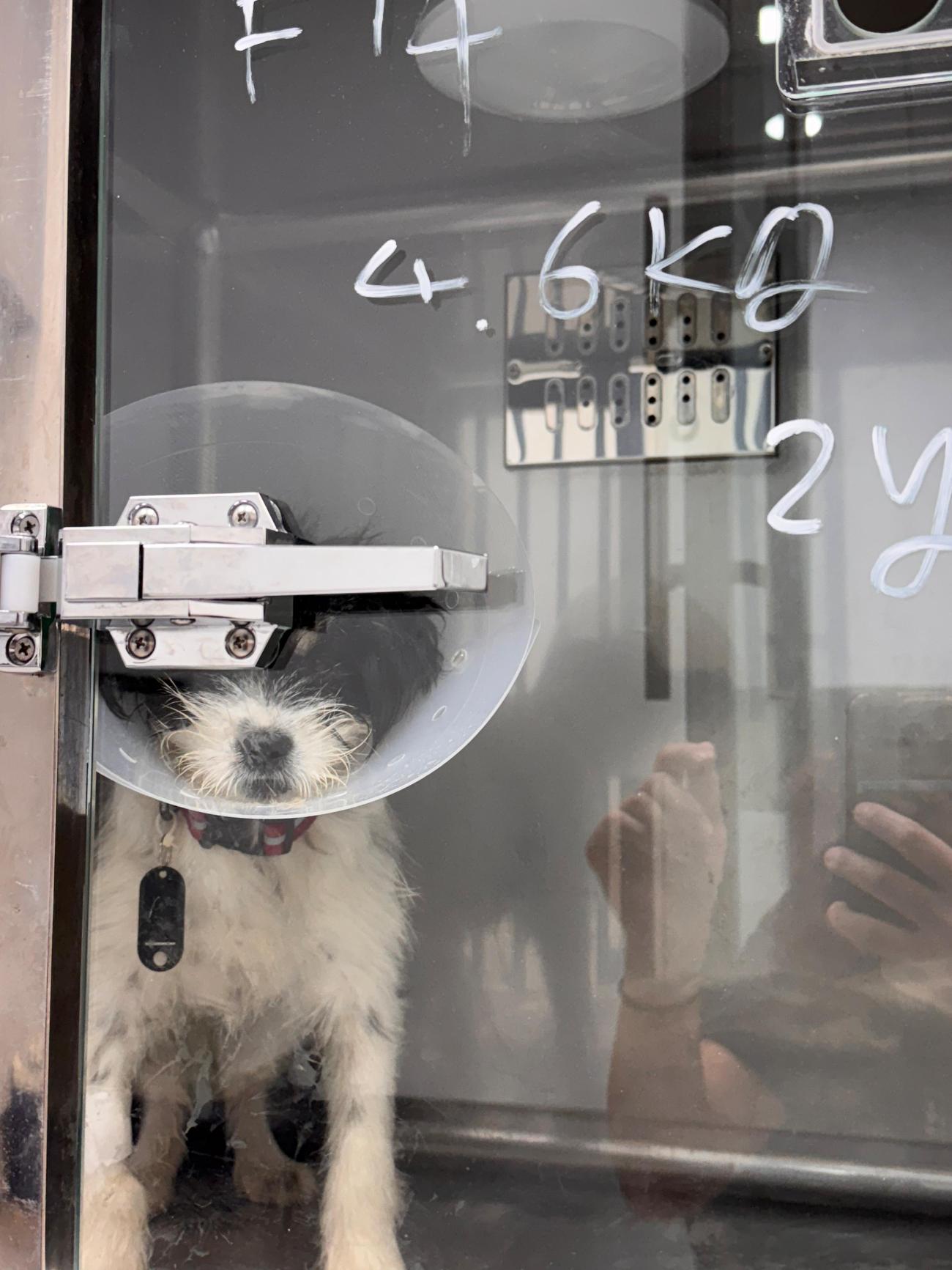 종료(기증) 믹스견…