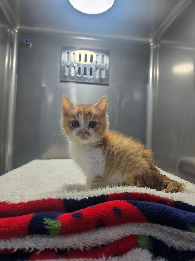 보호중 한국 고양이…