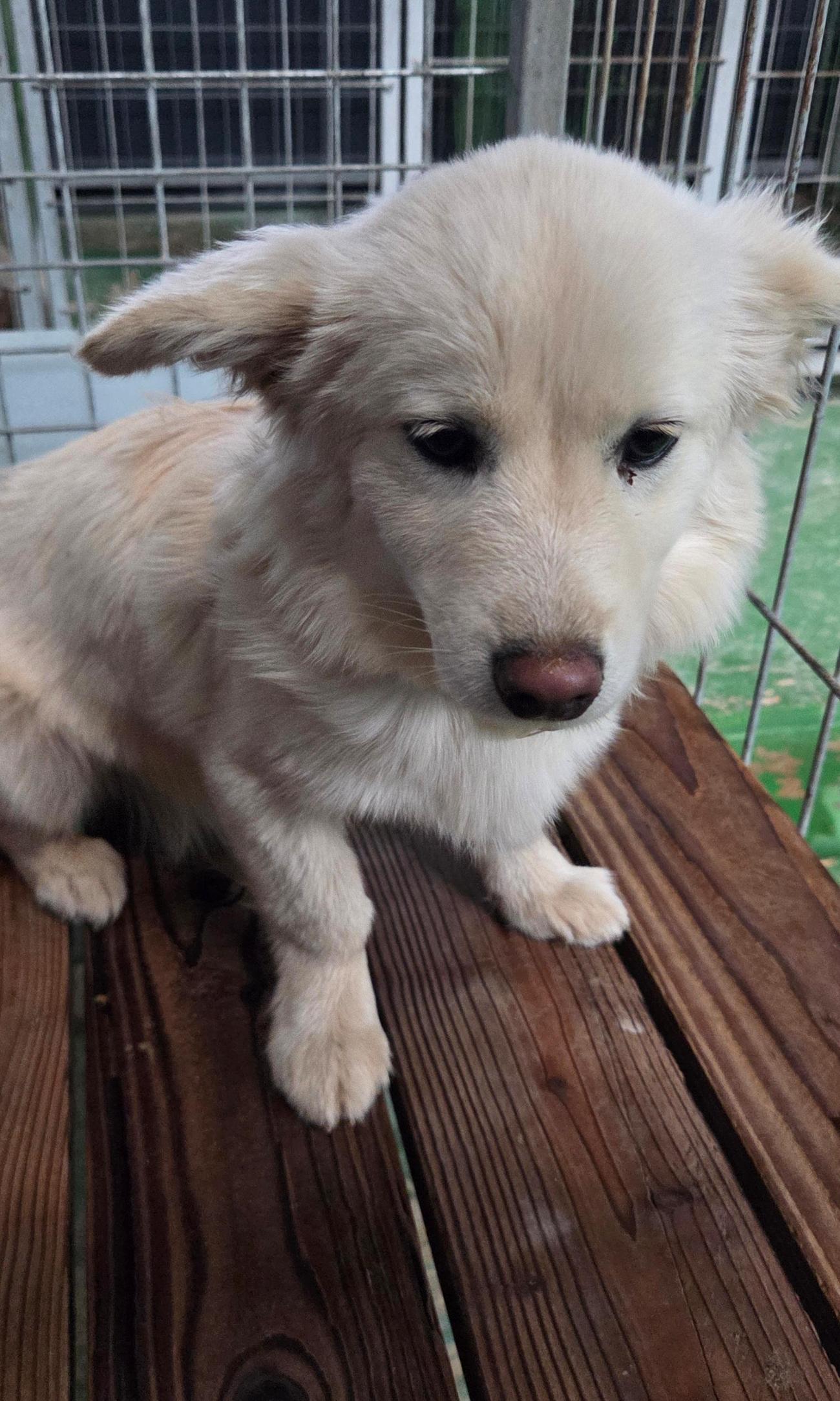 보호중 믹스견의 가…