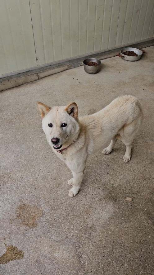 익산유기동물보호소_445468202503100