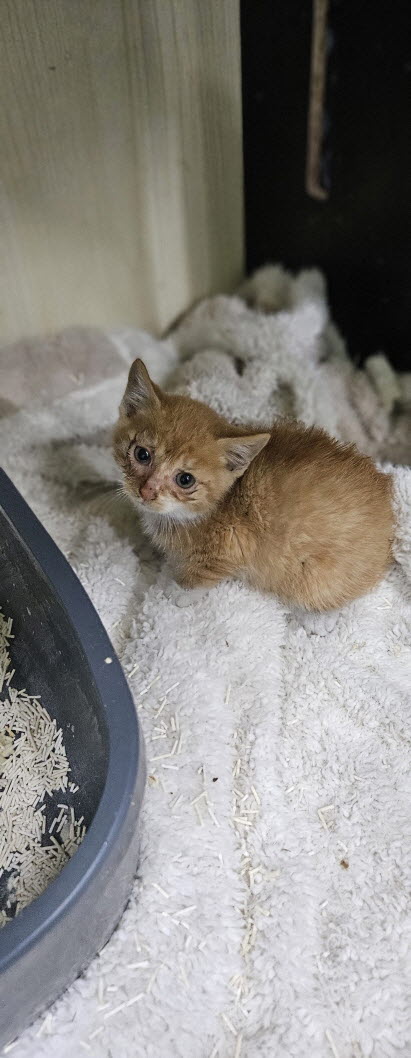 보호중 한국 고양이…