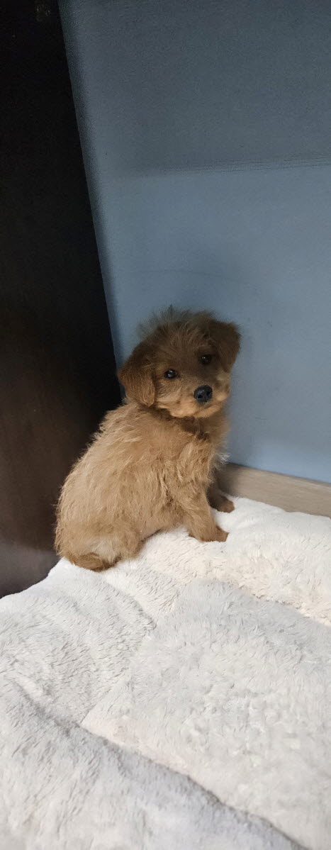 보호중 믹스견의 가…