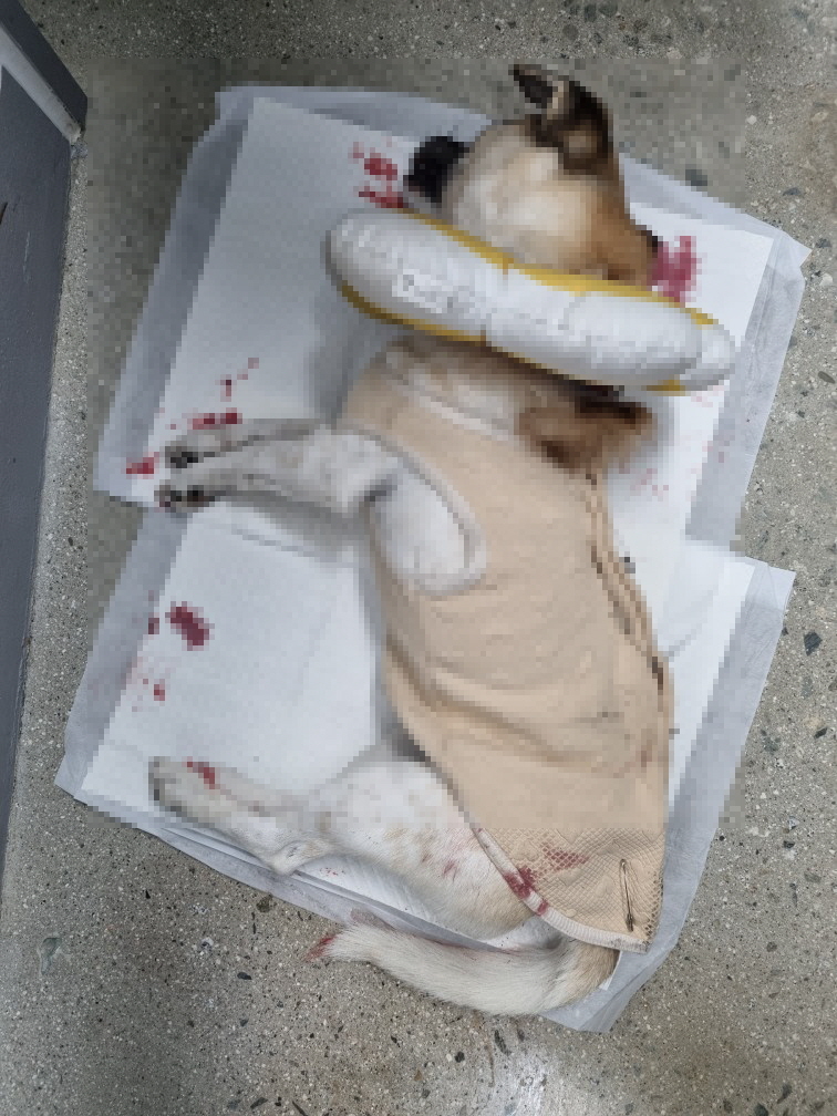 종료(자연사) 믹스…