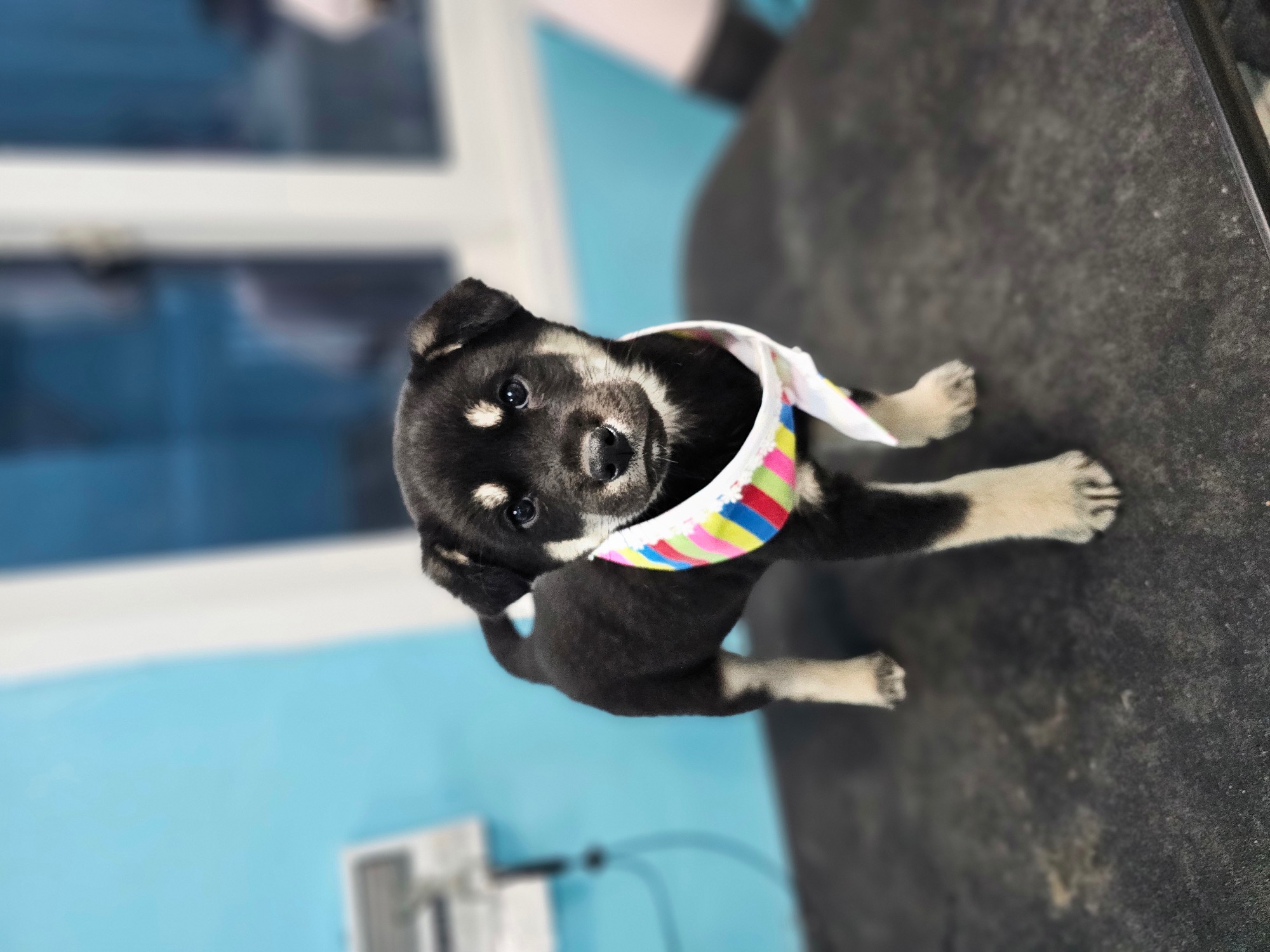 보호중 믹스견의 가…