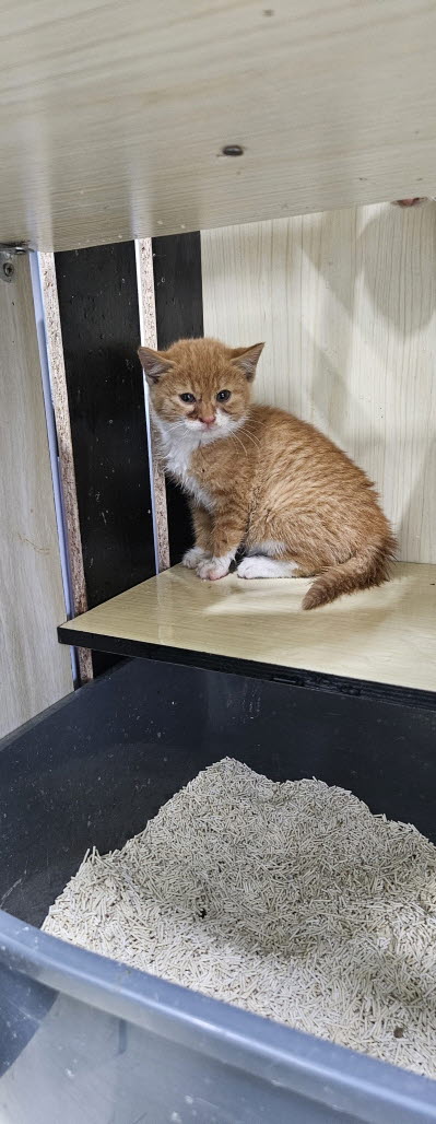 보호중 한국 고양이…