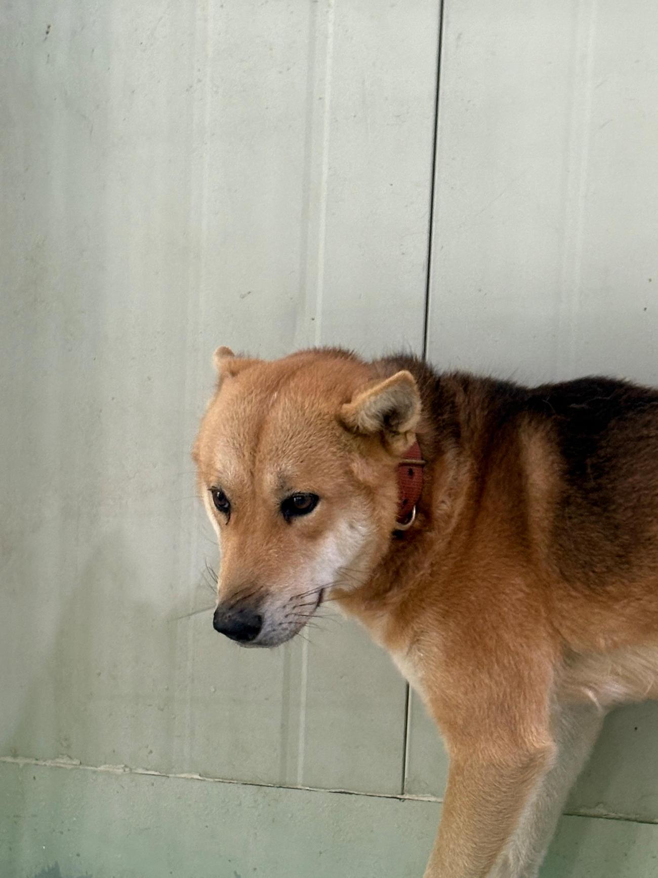 보호중 믹스견의 가…