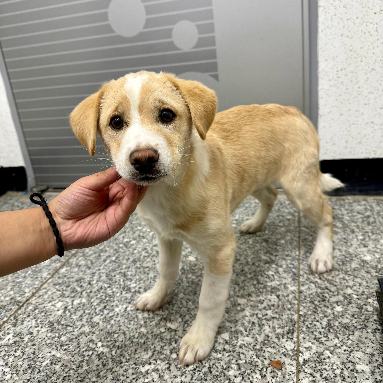 강릉시 동물사랑센터_442420202500669