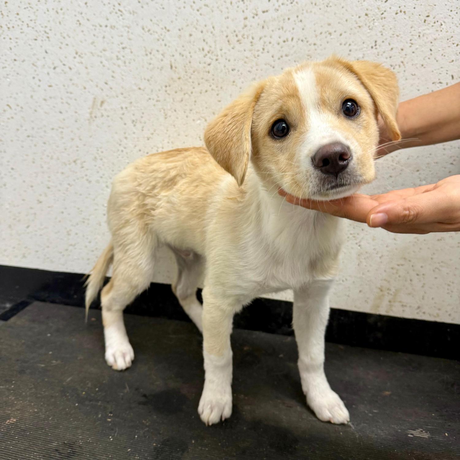 보호중 믹스견의 가…