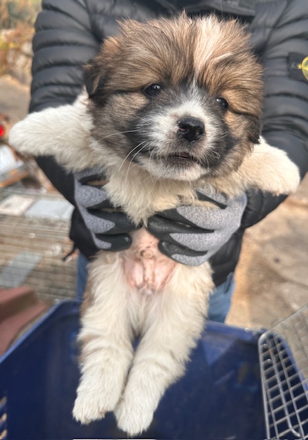 보호중 믹스견의 가…