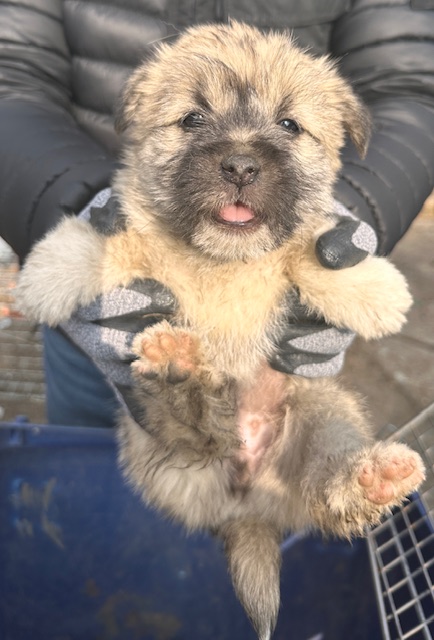 보호중 믹스견의 가…