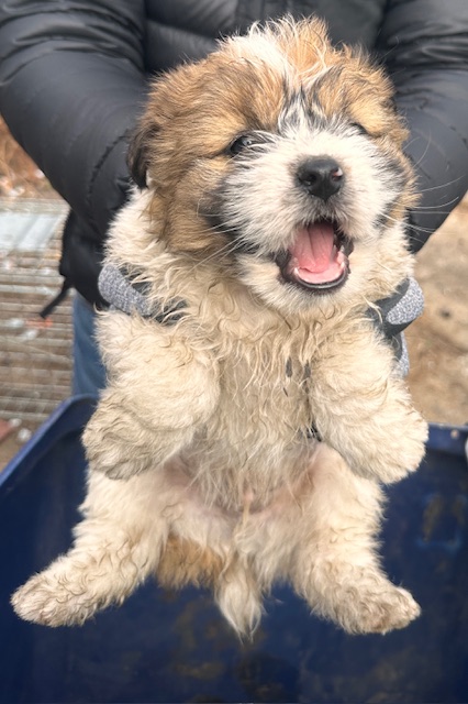 보호중 믹스견의 가…