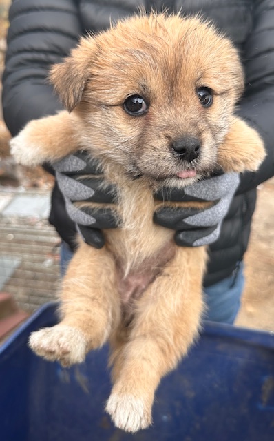 보호중 믹스견의 가…