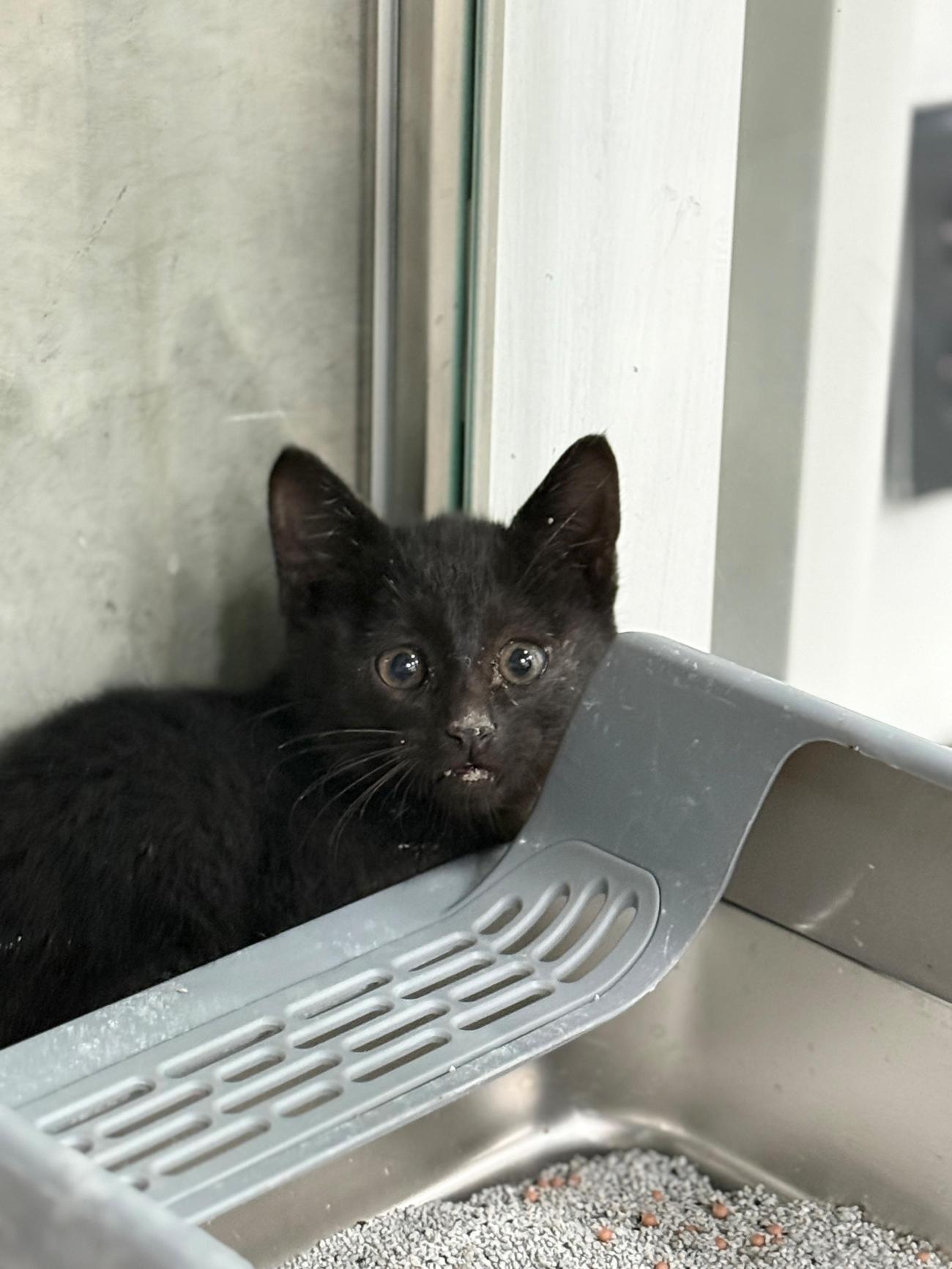 보호중 한국 고양이…