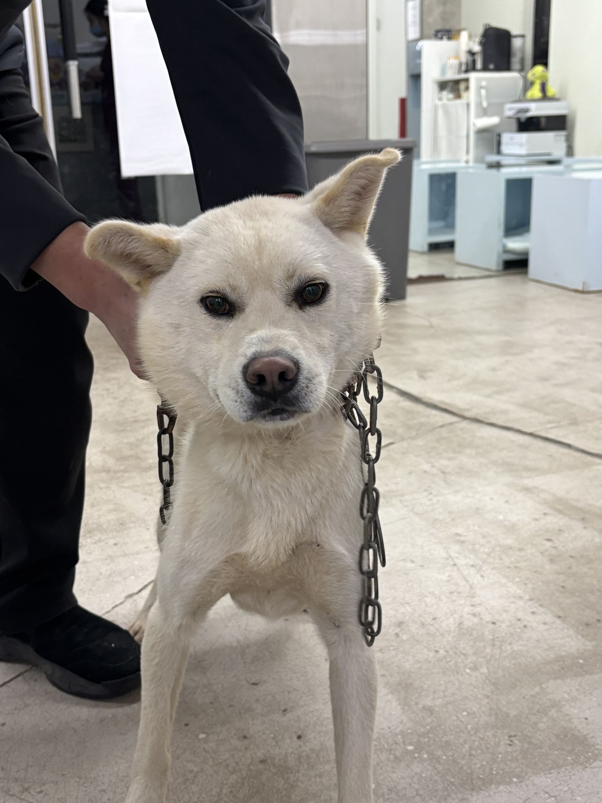 보호중 진도견의 가…