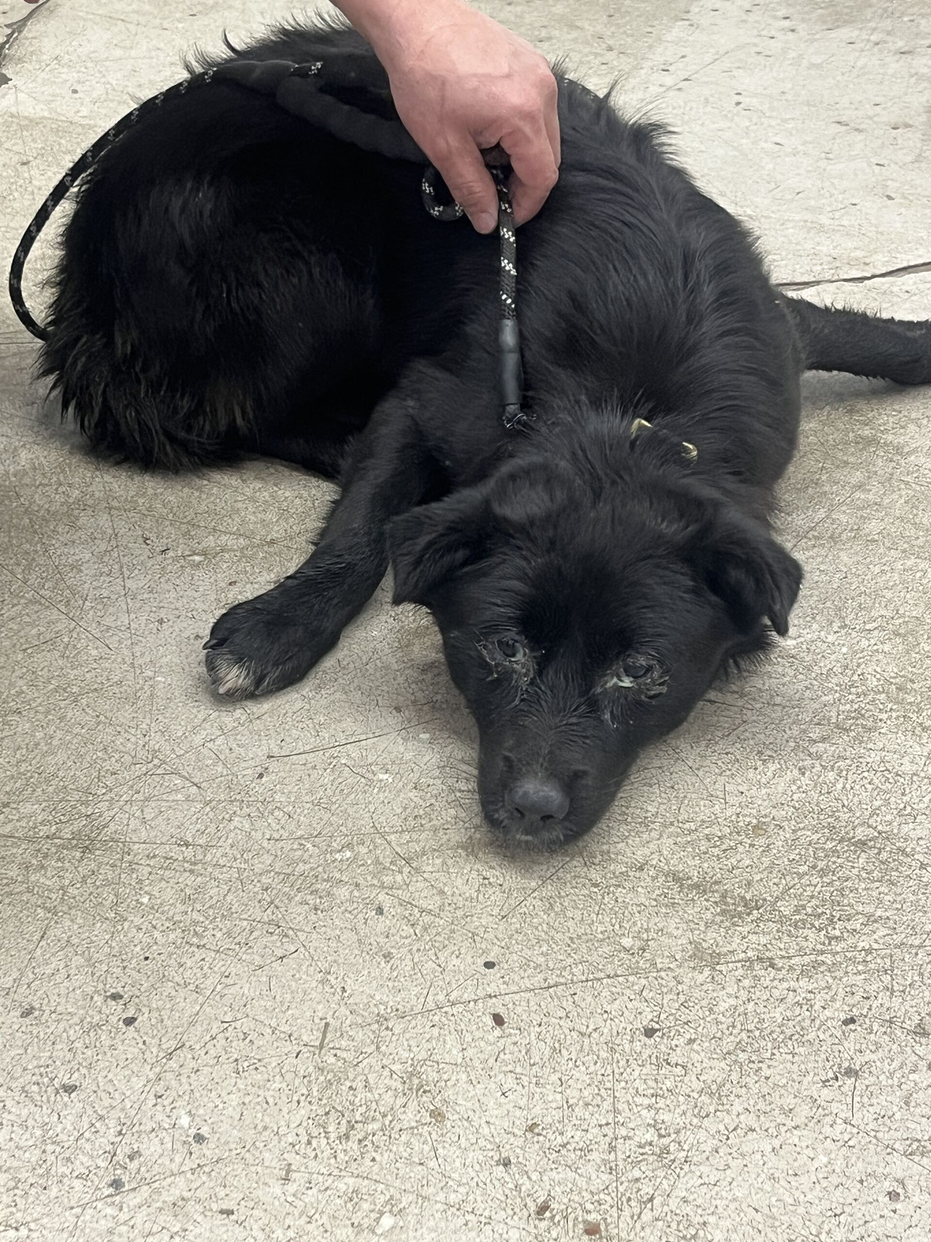 보호중 믹스견의 가…