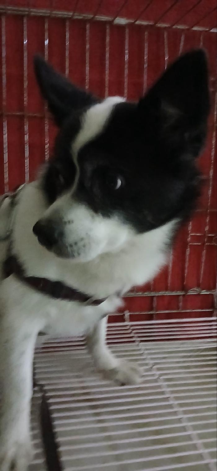 보호중 믹스견의 가…