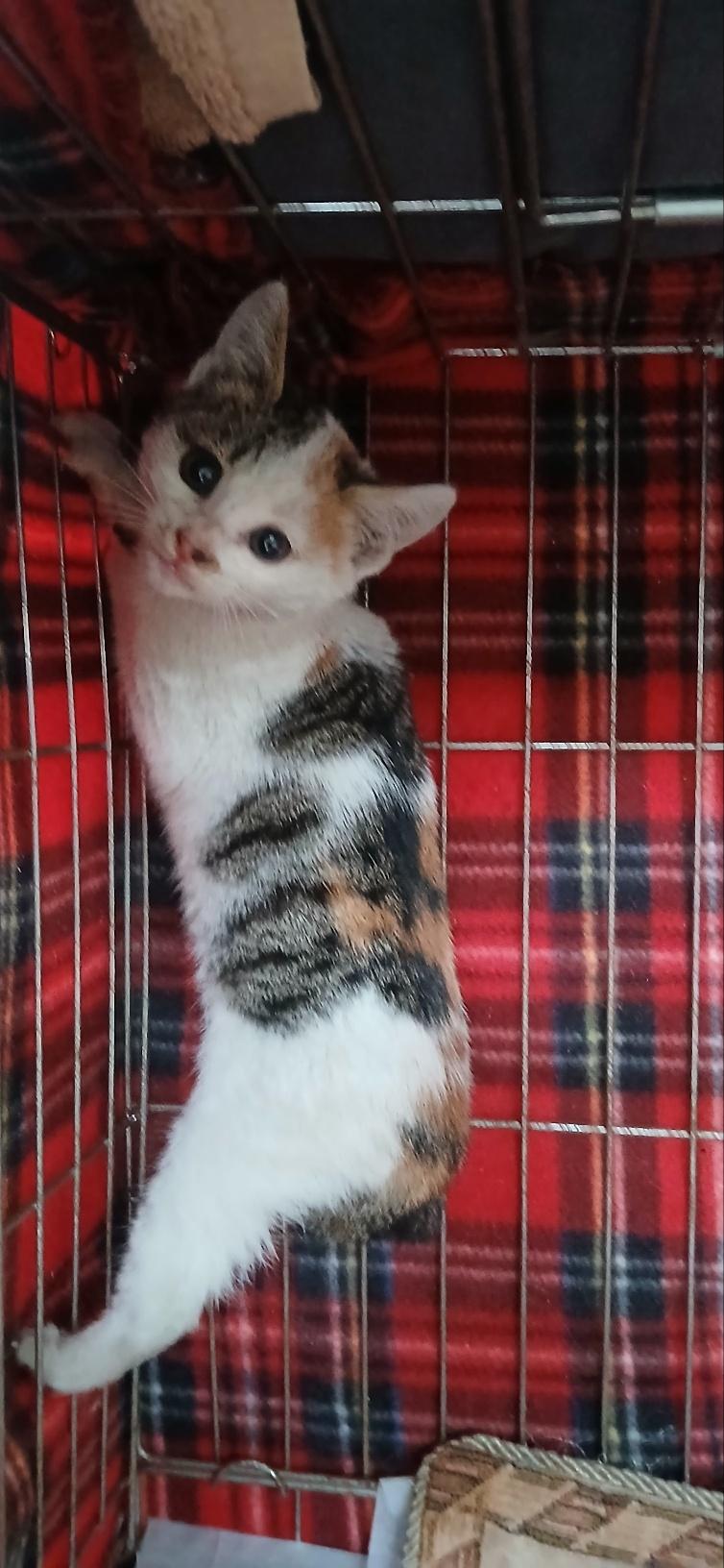 보호중 한국 고양이…