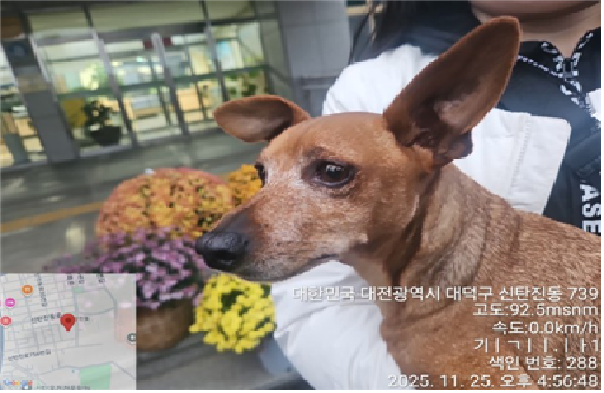 보호중 믹스견의 가…