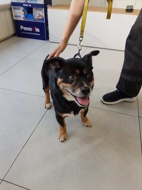 종료(반환) 믹스견…