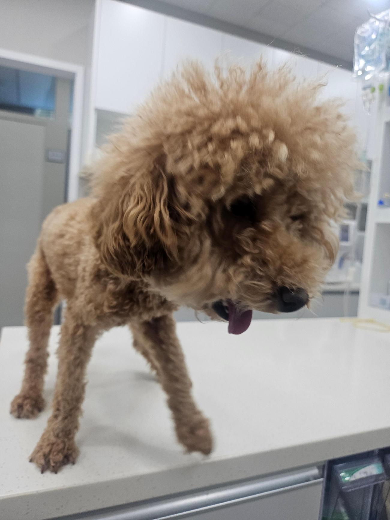 전남 순천 조곡동에서 푸들 발견 보호