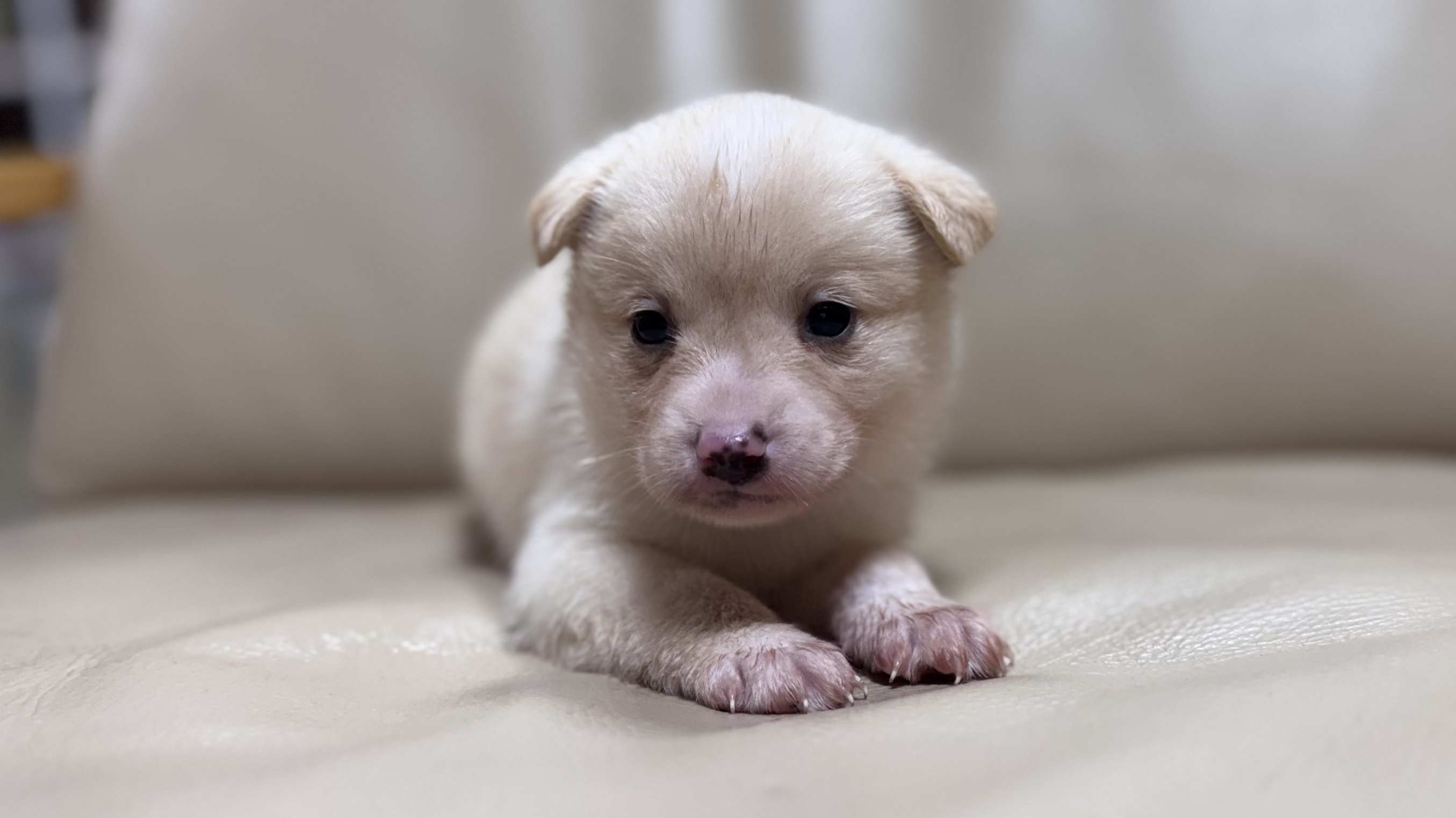 보호중 믹스견의 가…