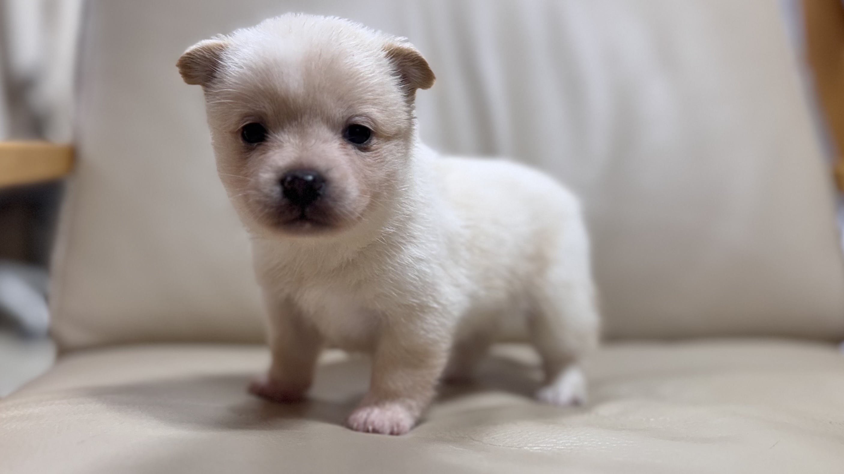 상주시 동물보호센터_447511202501443