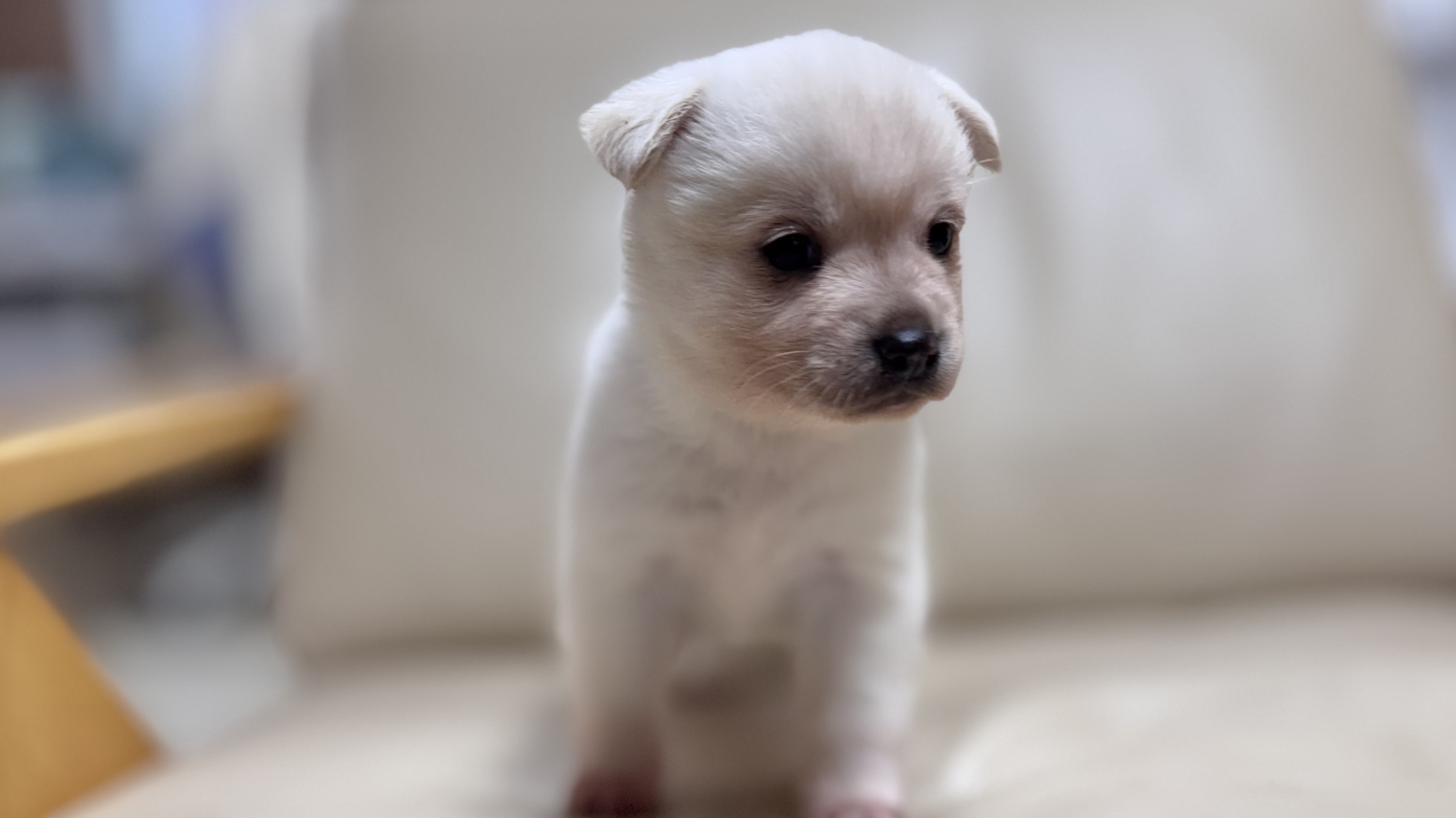 상주시 동물보호센터_447511202501440