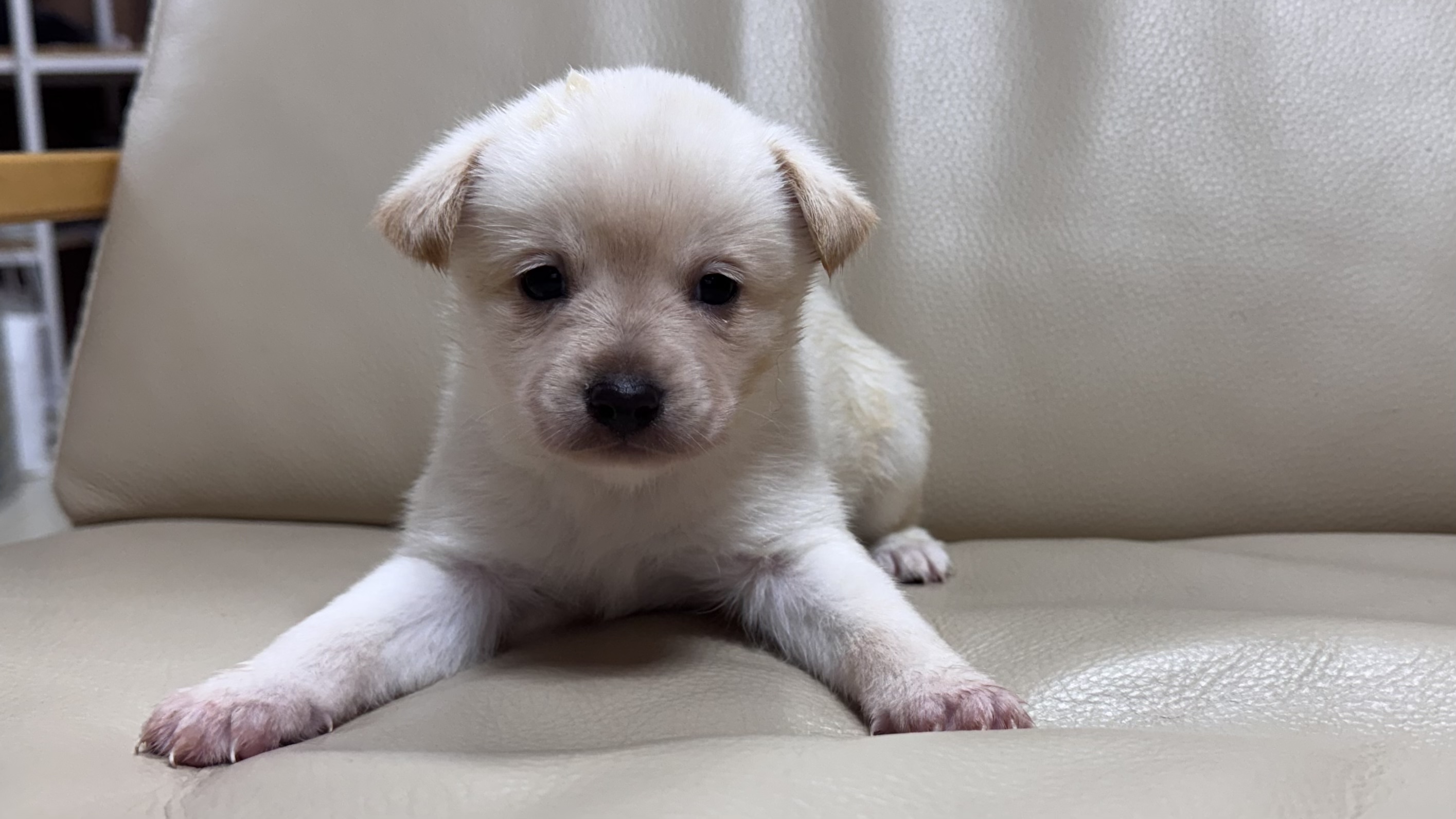 보호중 믹스견의 가…