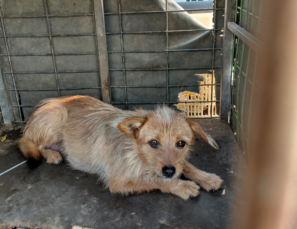 보령시유기동물보호소_444451202501065